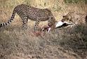 RWT 0187 200-17 Kenya Mara Cheetahs
